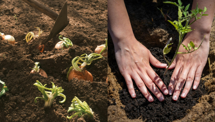 Why Soil Carbon Is the Key to Sustainable Farm Growth
