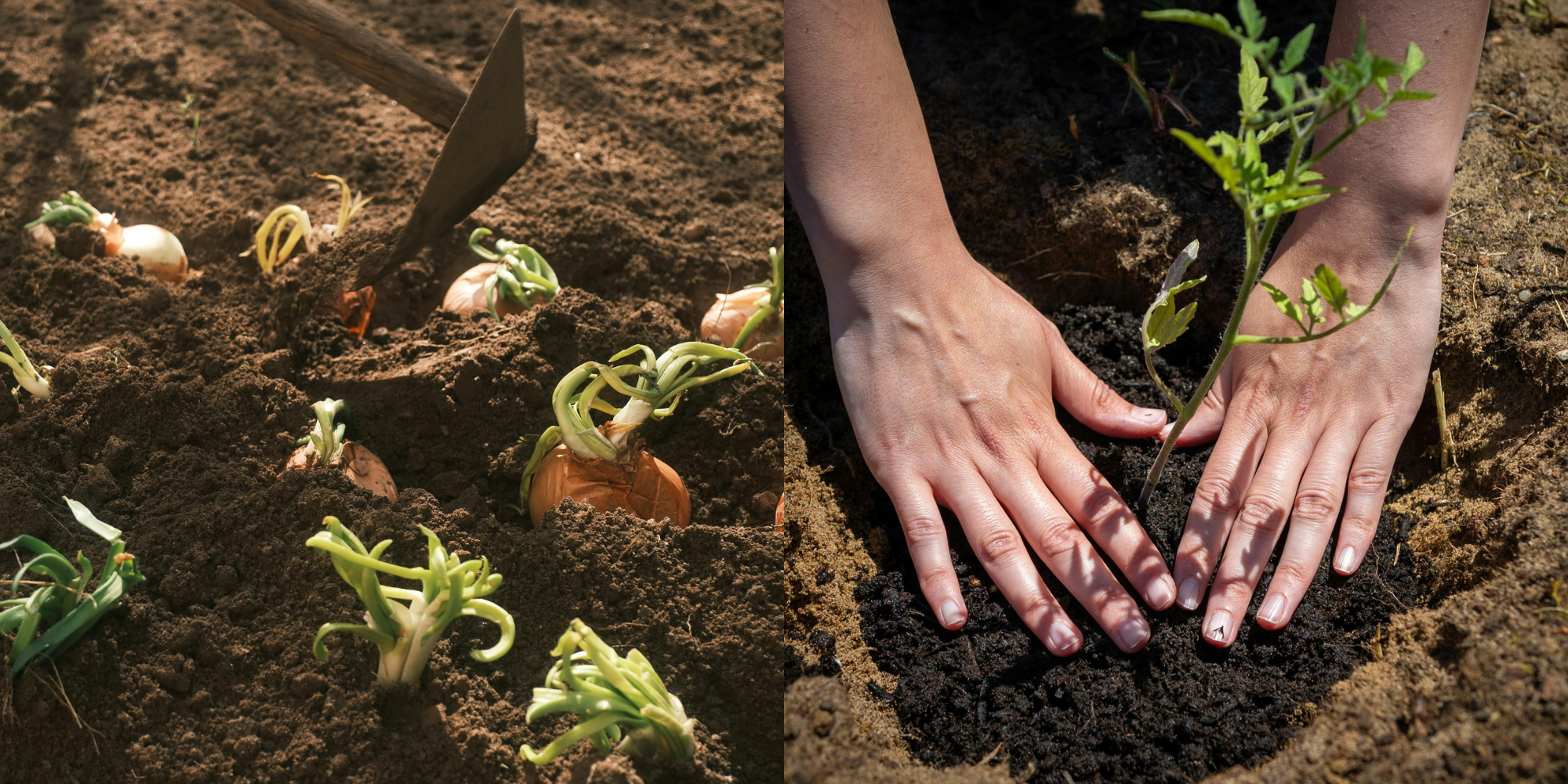 Why Soil Carbon Is the Key to Sustainable Farm Growth