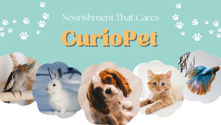 Pet Supplies Online for Convenient and Modern Pet Care