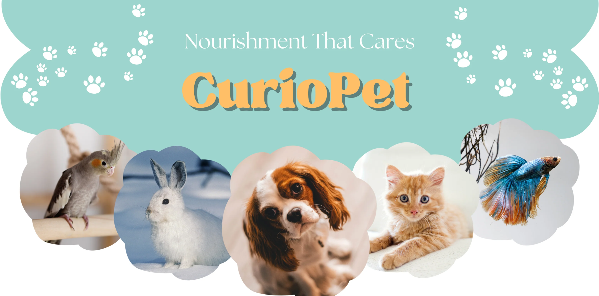 Pet Supplies Online for Convenient and Modern Pet Care